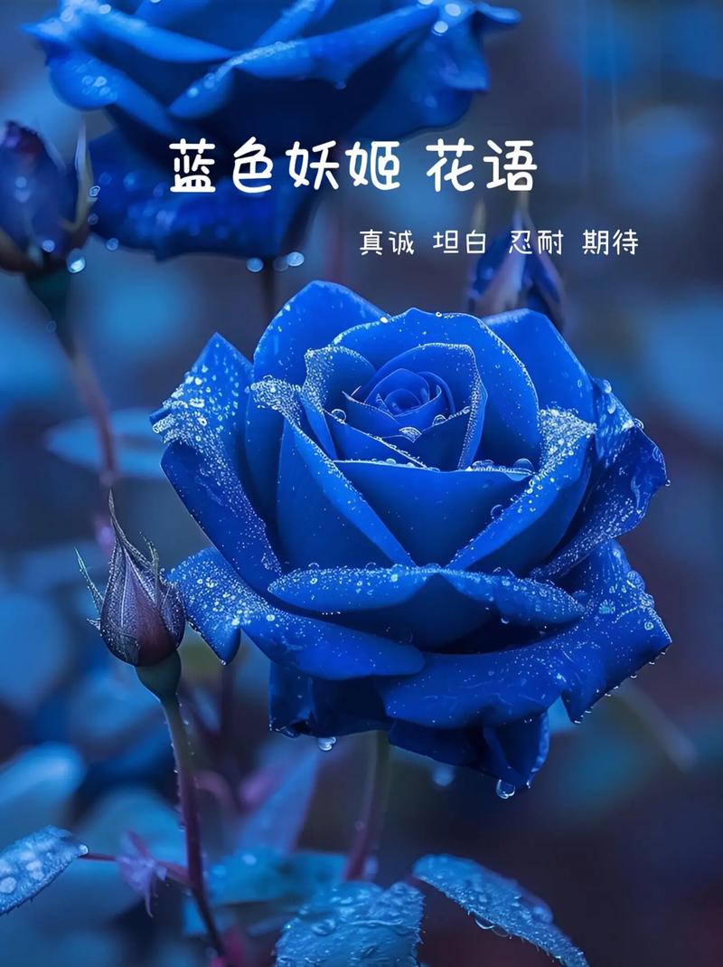 蓝色妖姬代表什么意思，蓝色妖姬表示什么-第1张图片-优品飞百科