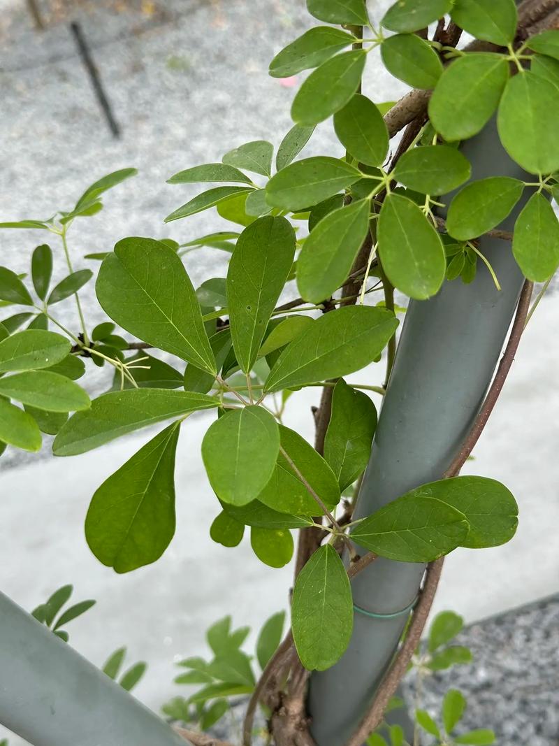 柳杉的养殖方法，柳杉的养殖方法视频-第1张图片-优品飞百科