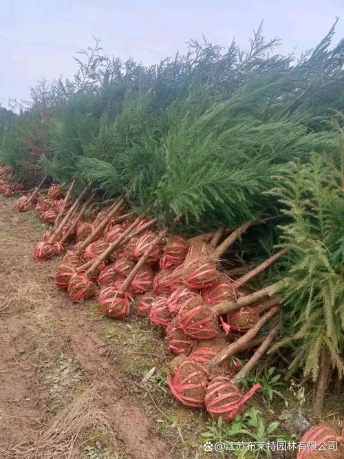 柳杉的养殖方法，柳杉的养殖方法视频-第2张图片-优品飞百科