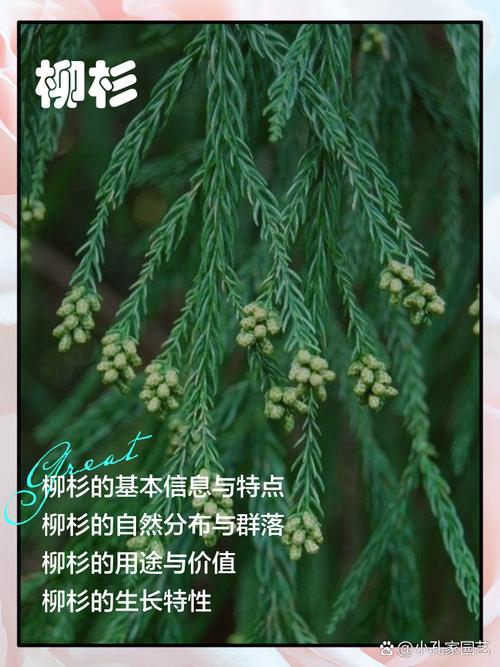 柳杉的养殖方法，柳杉的养殖方法视频-第4张图片-优品飞百科