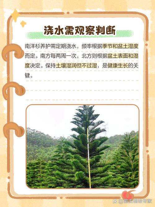 柳杉的养殖方法，柳杉的养殖方法视频-第5张图片-优品飞百科