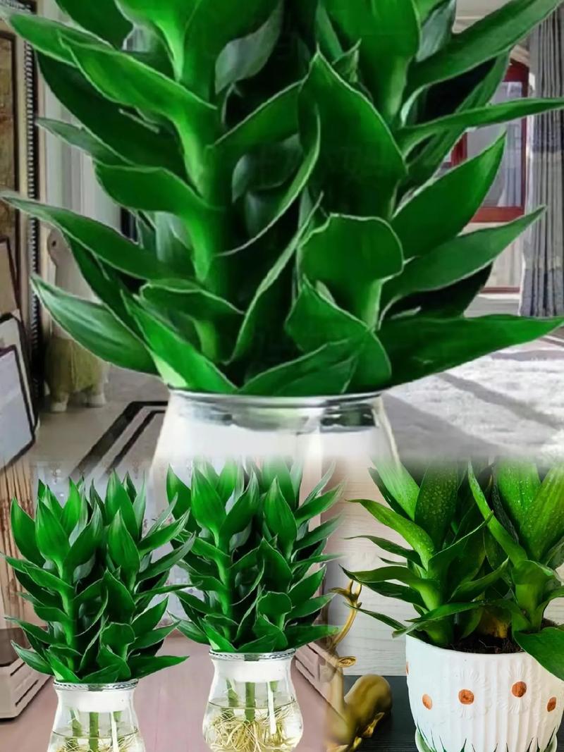 家中养富贵竹有什么好处，家里养富贵竹好吗风水？