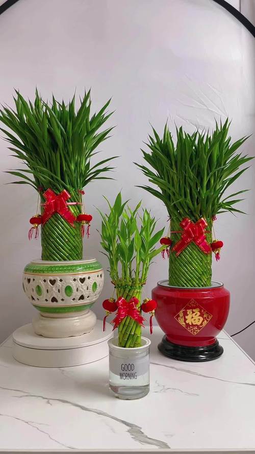 家中养富贵竹有什么好处，家里养富贵竹好吗风水？-第3张图片-优品飞百科