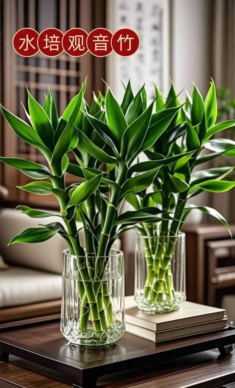 家中养富贵竹有什么好处，家里养富贵竹好吗风水？-第4张图片-优品飞百科