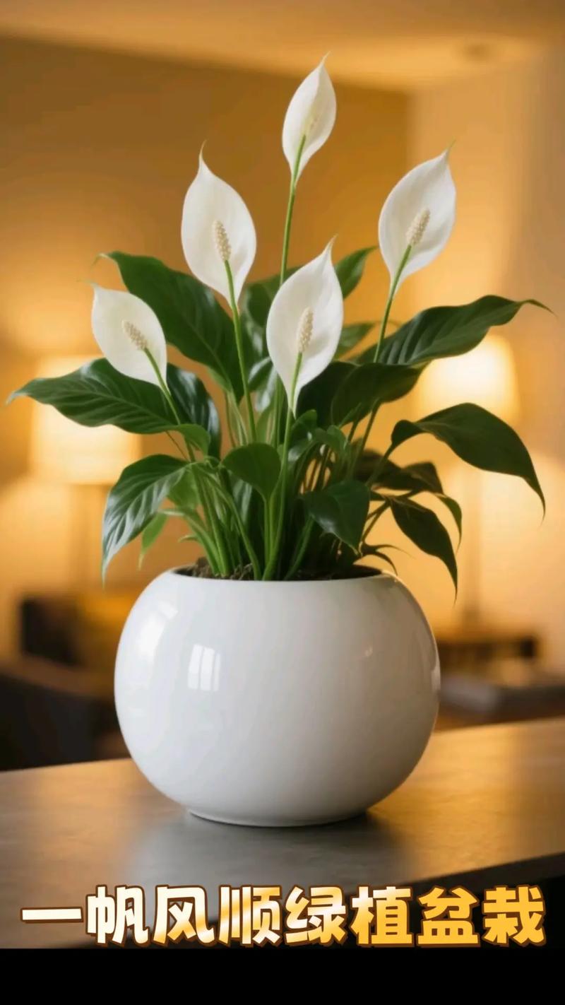 一帆风顺花适合放在哪里,一帆风顺花的摆放禁忌-第3张图片-优品飞百科 一帆风顺花适合放在哪里,一帆风顺花的摆放禁忌-第3张图片-优品飞百科