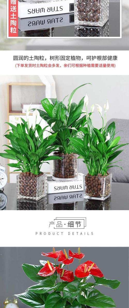 一帆风顺花适合放在哪里,一帆风顺花的摆放禁忌-第5张图片-优品飞百科 一帆风顺花适合放在哪里,一帆风顺花的摆放禁忌-第5张图片-优品飞百科