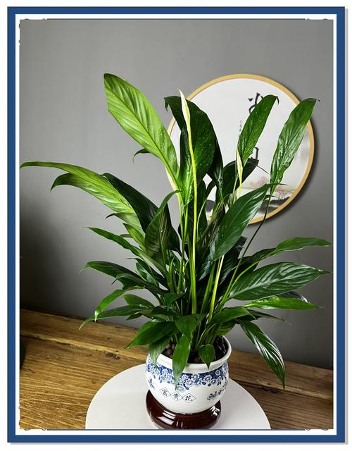 一帆风顺花适合放在哪里,一帆风顺花的摆放禁忌-第4张图片-优品飞百科 一帆风顺花适合放在哪里,一帆风顺花的摆放禁忌-第4张图片-优品飞百科