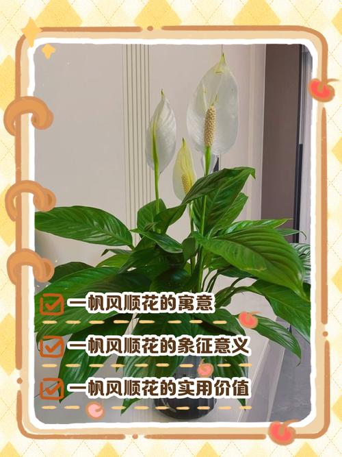 一帆风顺花适合放在哪里,一帆风顺花的摆放禁忌-第6张图片-优品飞百科 一帆风顺花适合放在哪里,一帆风顺花的摆放禁忌-第6张图片-优品飞百科