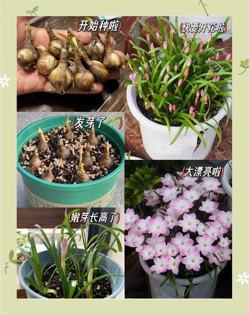 风雨兰有毒吗，风雨兰有毒吗有什么功效？