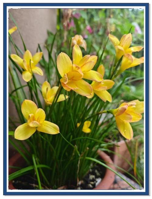 风雨兰有毒吗，风雨兰有毒吗有什么功效？-第2张图片-优品飞百科