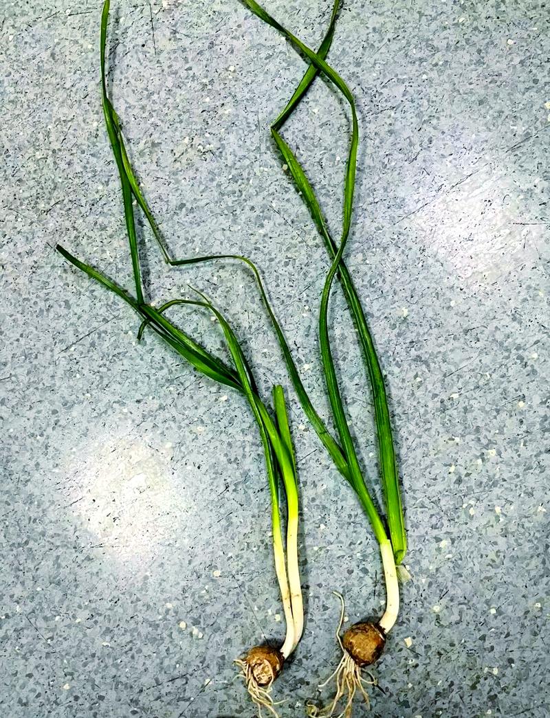 风雨兰有毒吗，风雨兰有毒吗有什么功效？-第3张图片-优品飞百科