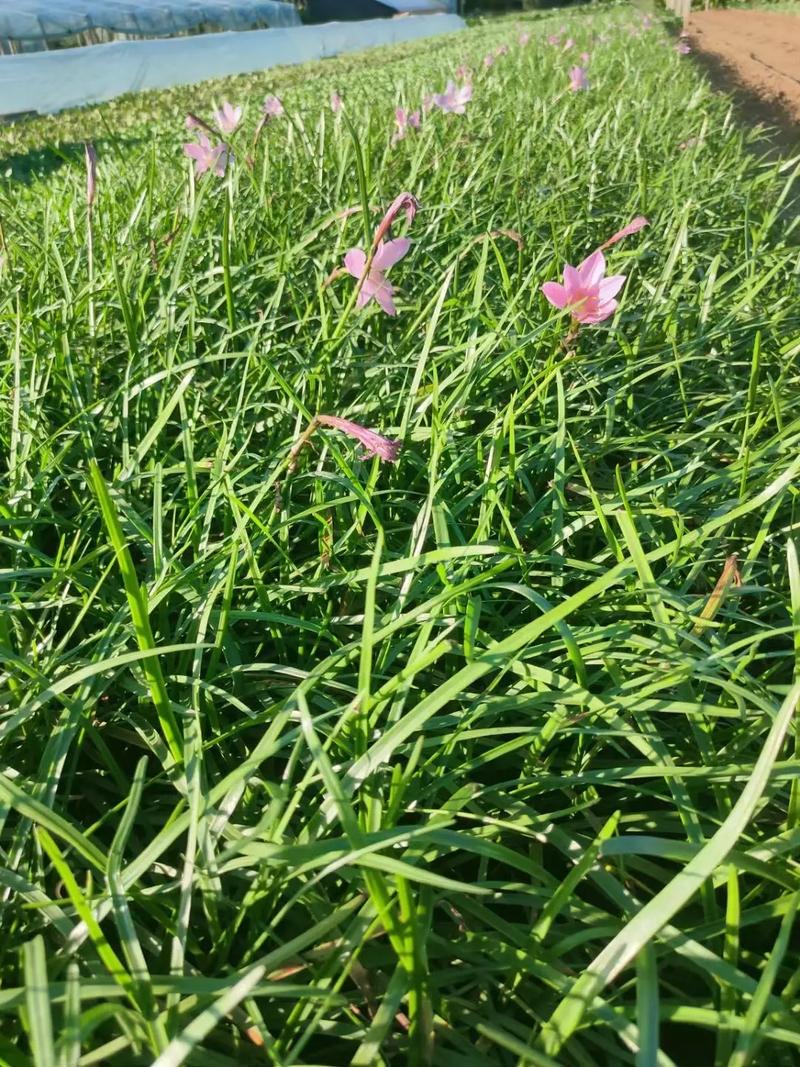 风雨兰有毒吗，风雨兰有毒吗有什么功效？-第4张图片-优品飞百科
