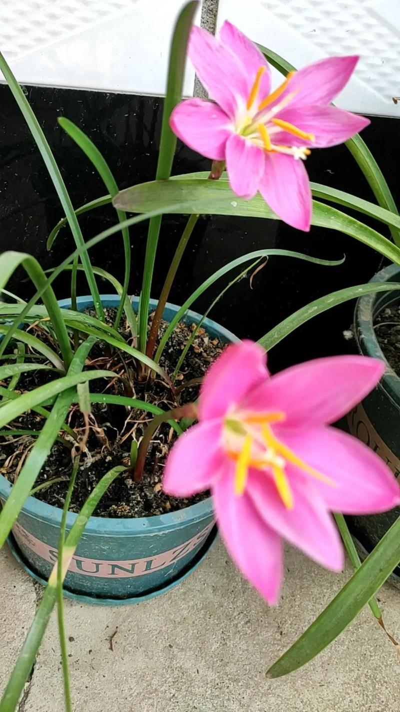 风雨兰有毒吗，风雨兰有毒吗有什么功效？-第5张图片-优品飞百科