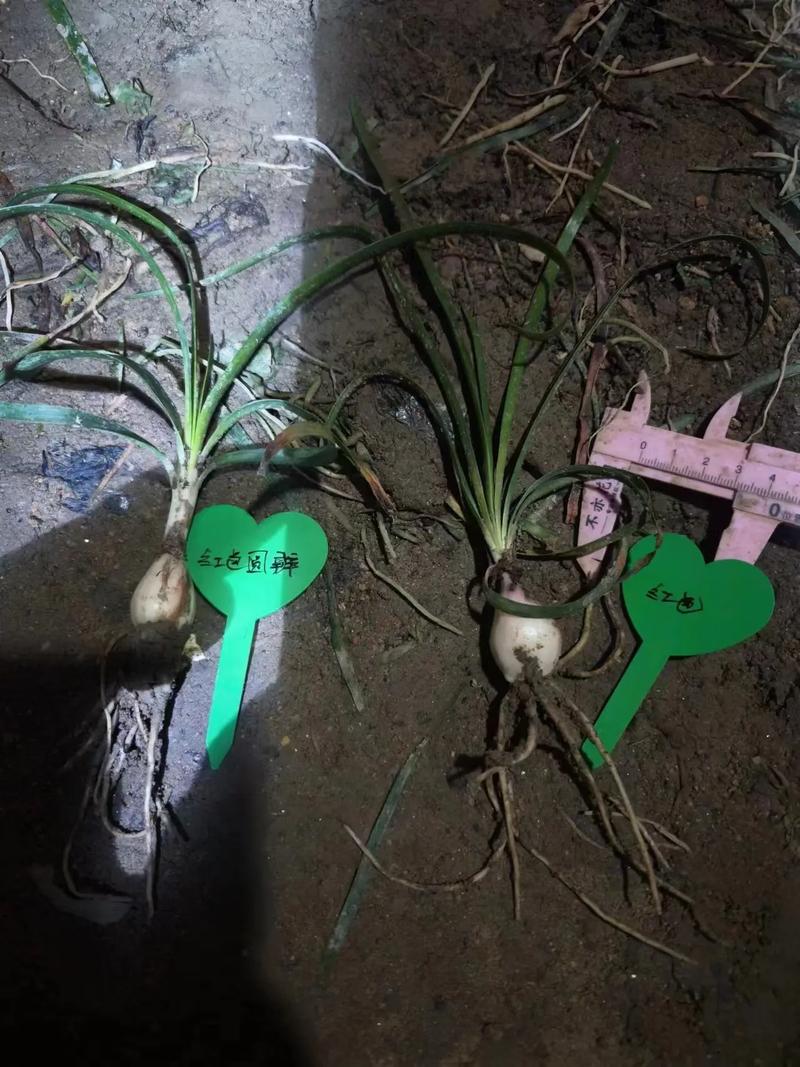 风雨兰有毒吗，风雨兰有毒吗有什么功效？-第6张图片-优品飞百科