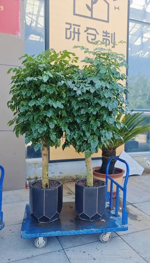 幸福树图片大全，幸福树常见病虫害图片？-第2张图片-优品飞百科