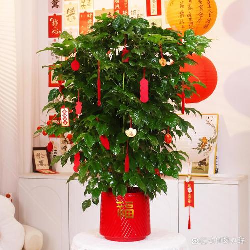 幸福树图片大全，幸福树常见病虫害图片？