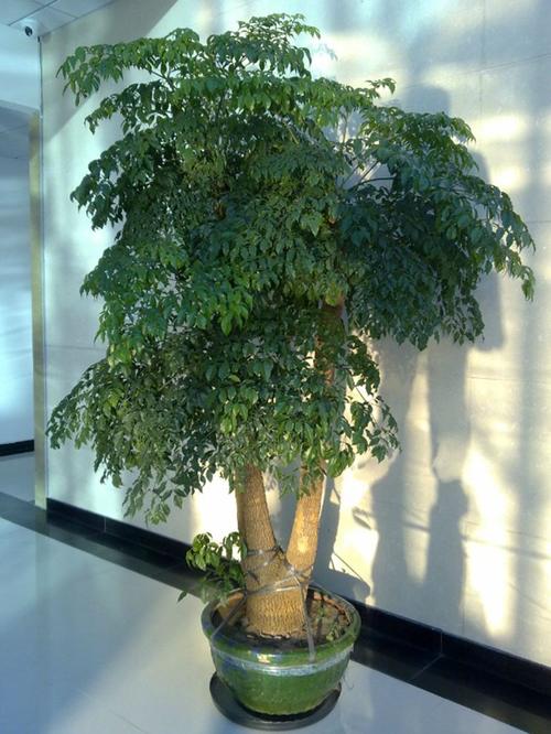 幸福树图片大全，幸福树常见病虫害图片？-第4张图片-优品飞百科