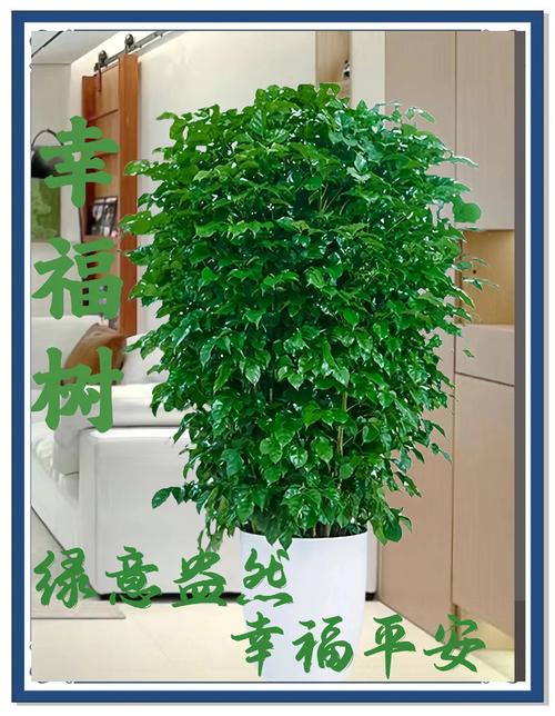 幸福树图片大全，幸福树常见病虫害图片？-第5张图片-优品飞百科