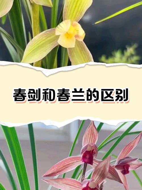 幸福树图片大全，幸福树常见病虫害图片？-第6张图片-优品飞百科