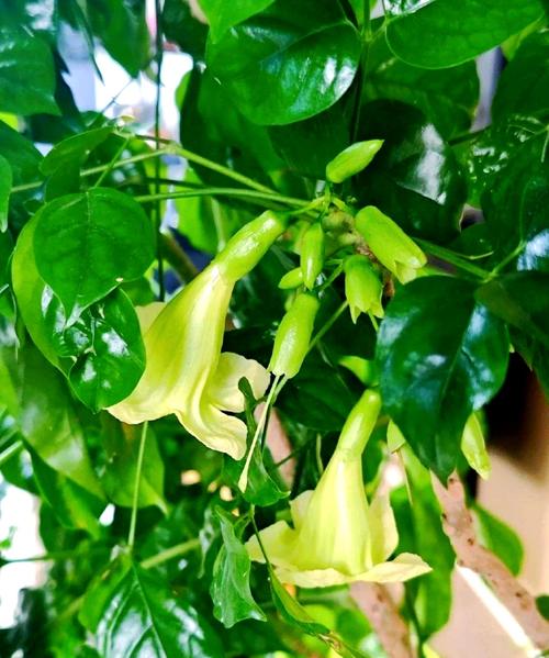 幸福树图片大全，幸福树常见病虫害图片？-第7张图片-优品飞百科