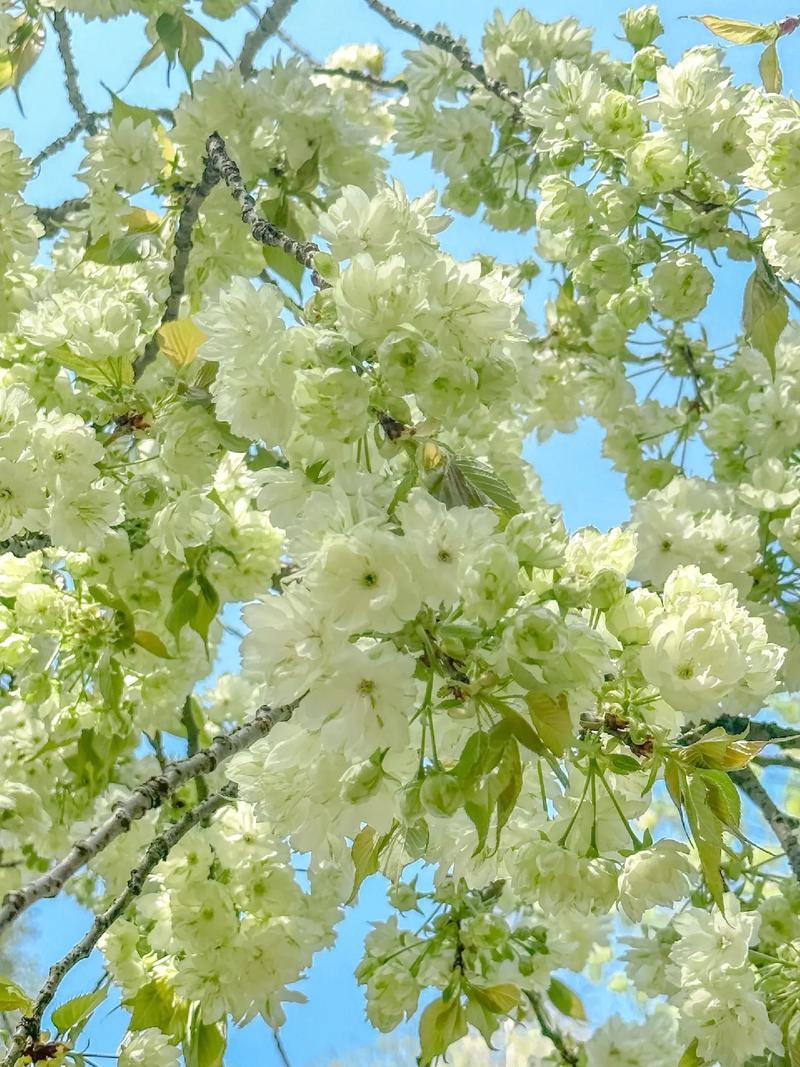樱花的花语，樱花的花语文案-第2张图片-优品飞百科