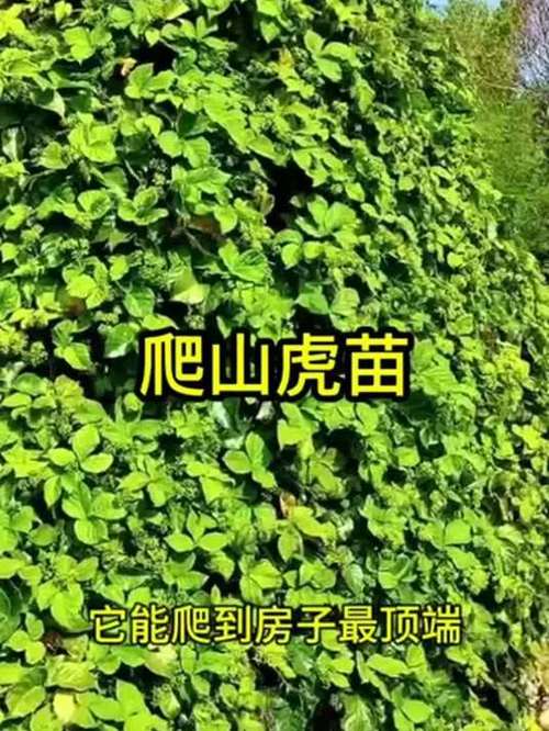 三瓣叶子的植物有哪些，三瓣叶子的是什么植物