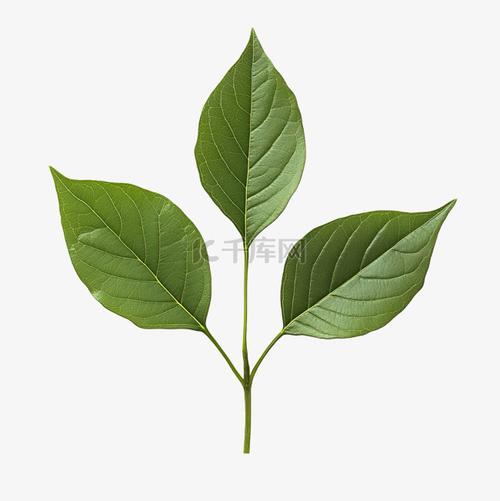 三瓣叶子的植物有哪些，三瓣叶子的是什么植物-第2张图片-优品飞百科