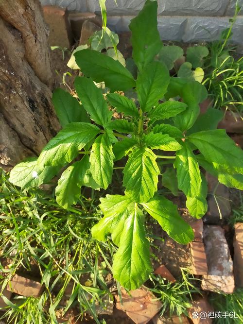 三瓣叶子的植物有哪些，三瓣叶子的是什么植物-第3张图片-优品飞百科