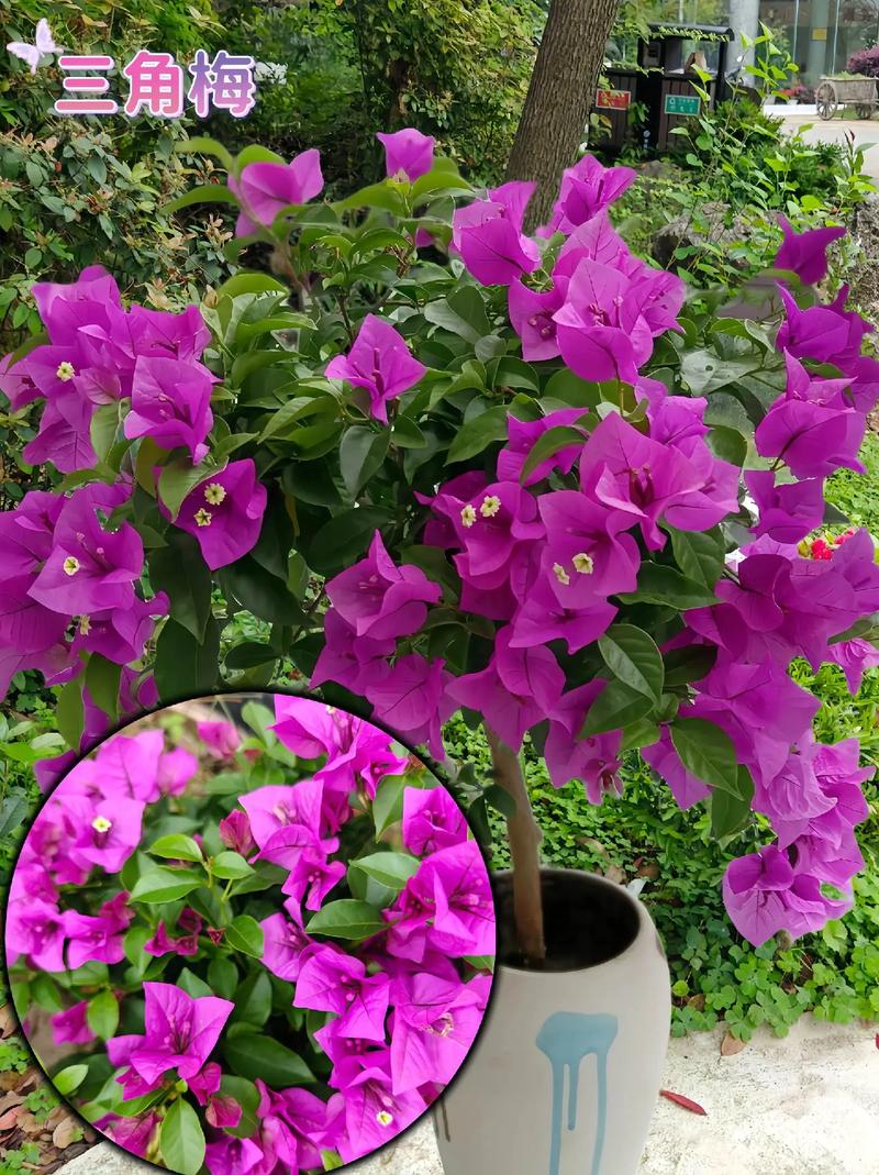 三瓣叶子的植物有哪些，三瓣叶子的是什么植物-第4张图片-优品飞百科