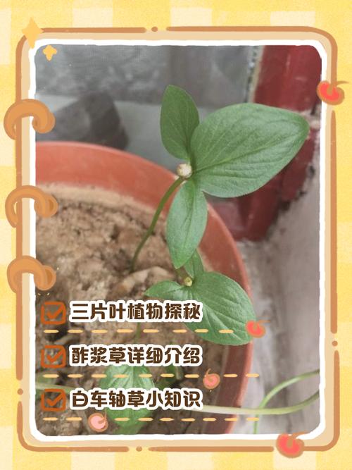 三瓣叶子的植物有哪些，三瓣叶子的是什么植物-第5张图片-优品飞百科