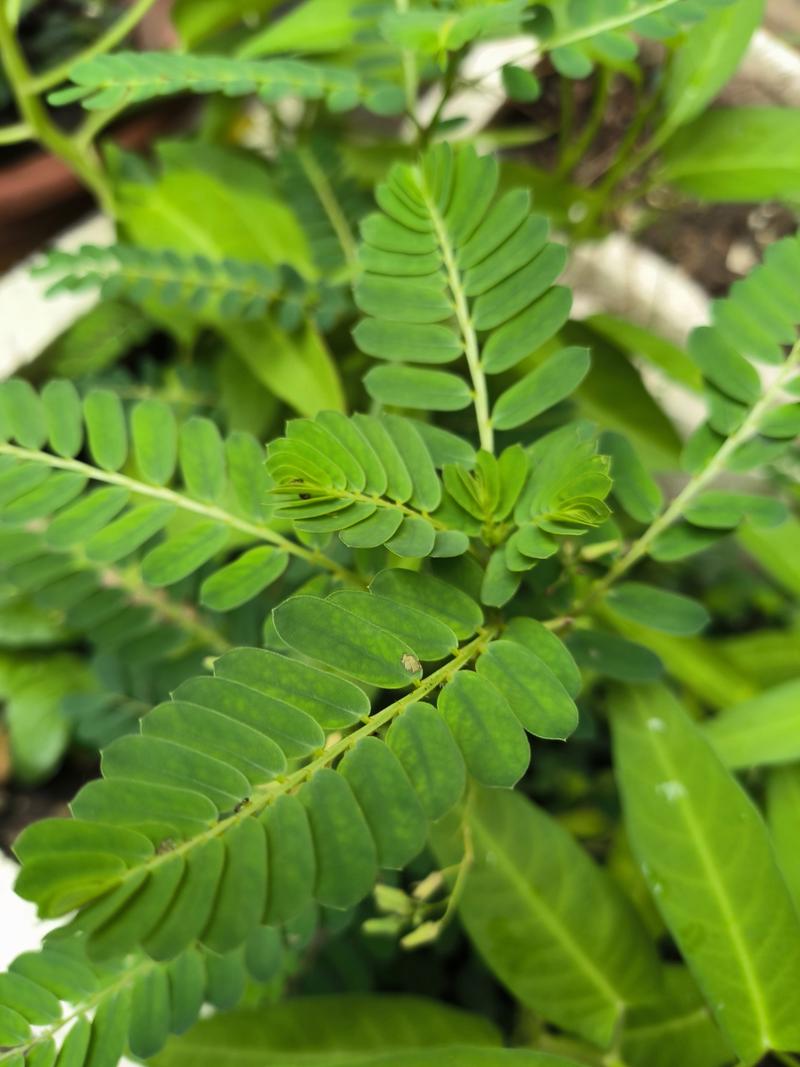 三瓣叶子的植物有哪些，三瓣叶子的是什么植物-第6张图片-优品飞百科