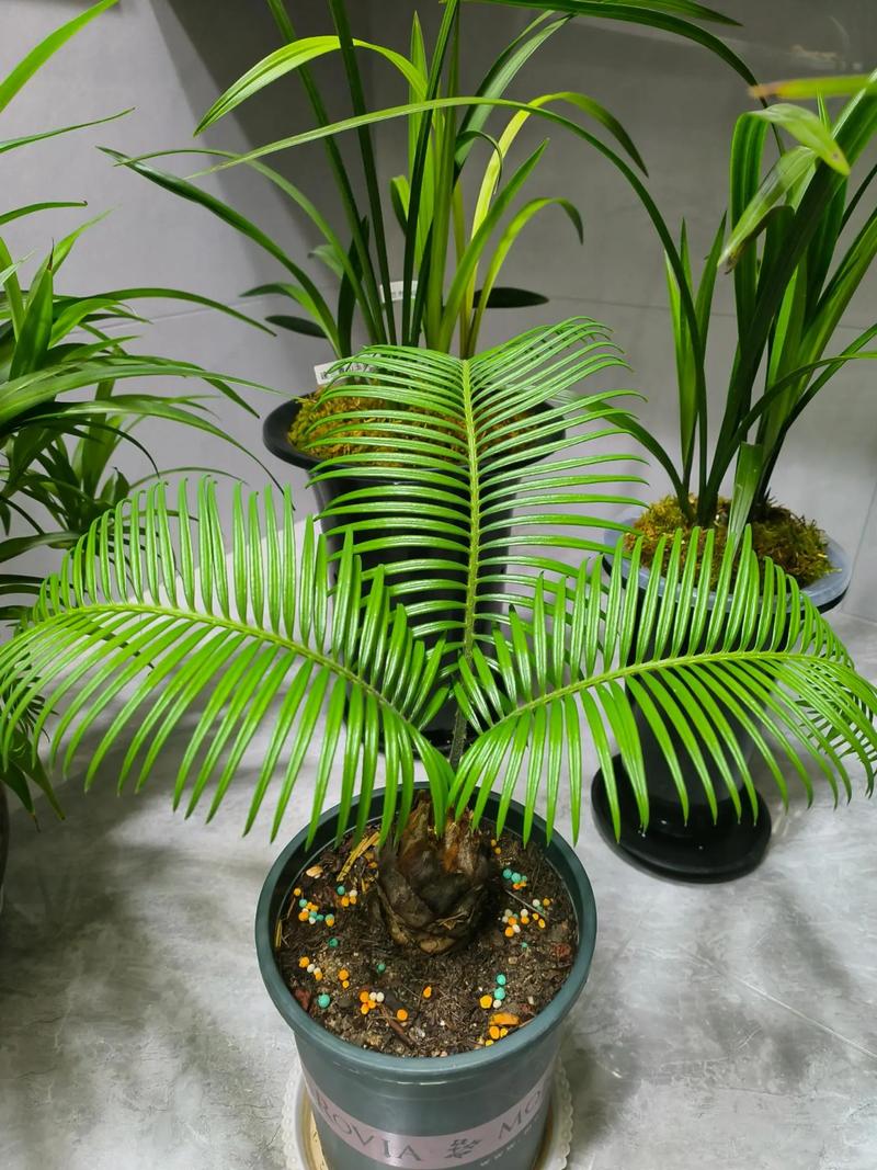 三瓣叶子的植物有哪些，三瓣叶子的是什么植物-第7张图片-优品飞百科