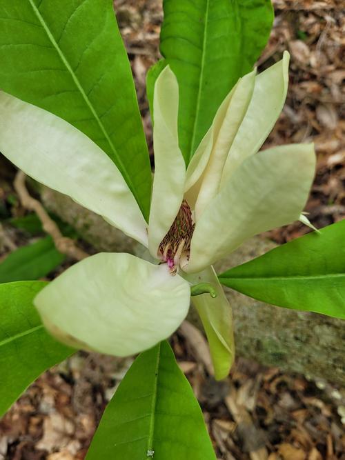 三瓣叶子的植物有哪些，三瓣叶子的是什么植物-第8张图片-优品飞百科