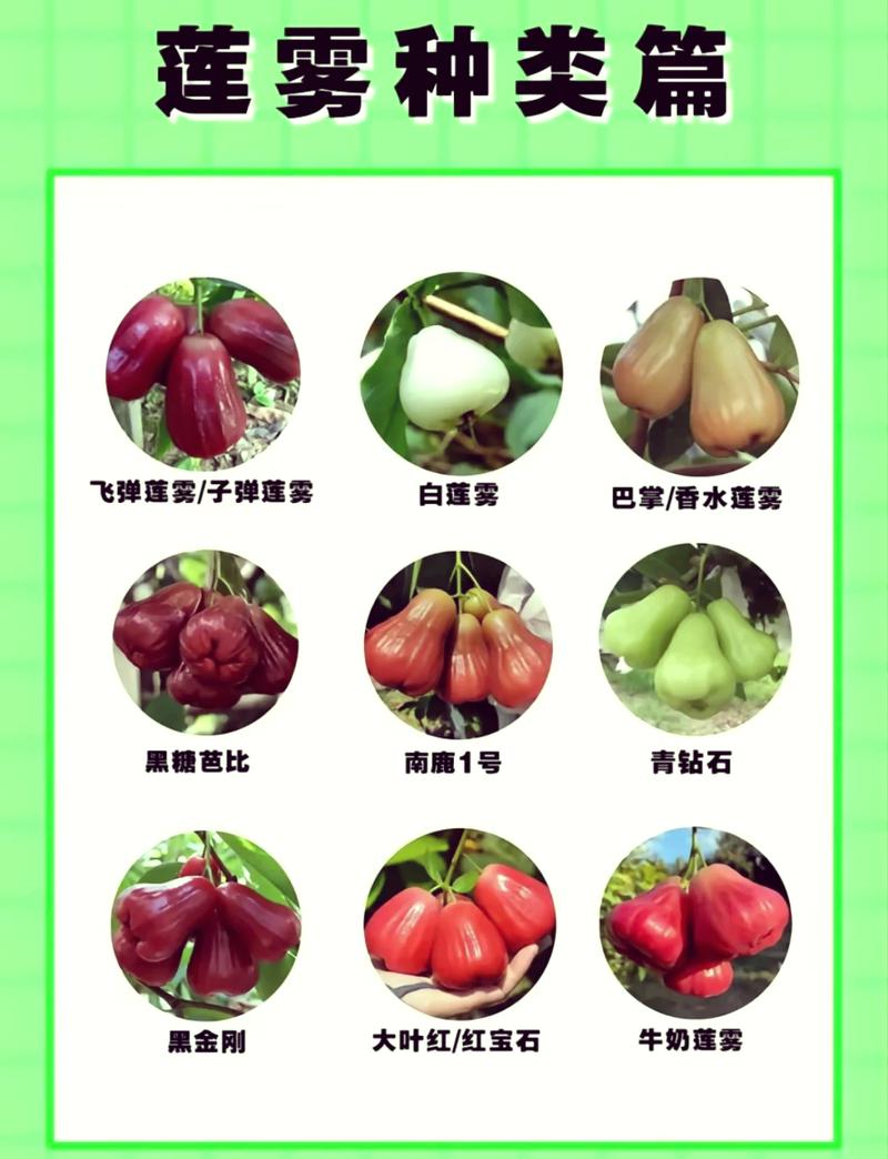 莲雾的功效与作用？泰国莲雾的功效与作用？-第2张图片-优品飞百科