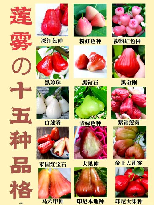 莲雾的功效与作用？泰国莲雾的功效与作用？-第4张图片-优品飞百科