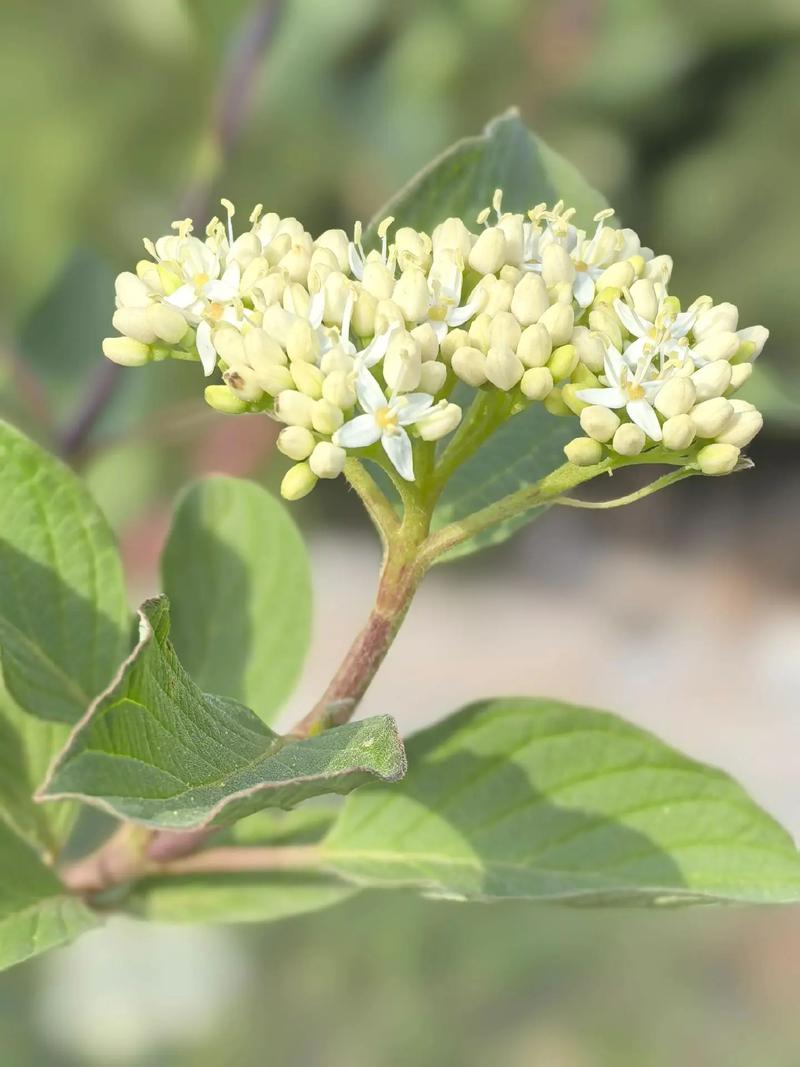 红瑞木的功效和作用，红瑞木的药用价值-第1张图片-优品飞百科