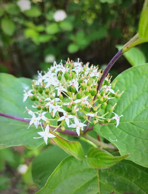 红瑞木的功效和作用，红瑞木的药用价值-第2张图片-优品飞百科