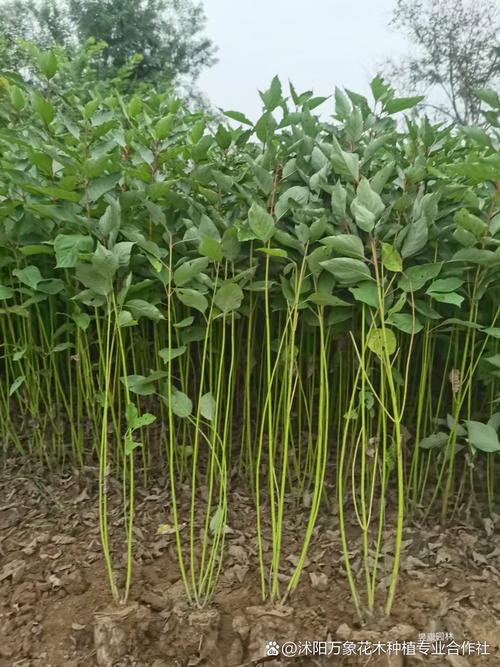 红瑞木的功效和作用，红瑞木的药用价值-第3张图片-优品飞百科