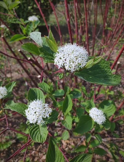 红瑞木的功效和作用，红瑞木的药用价值-第4张图片-优品飞百科