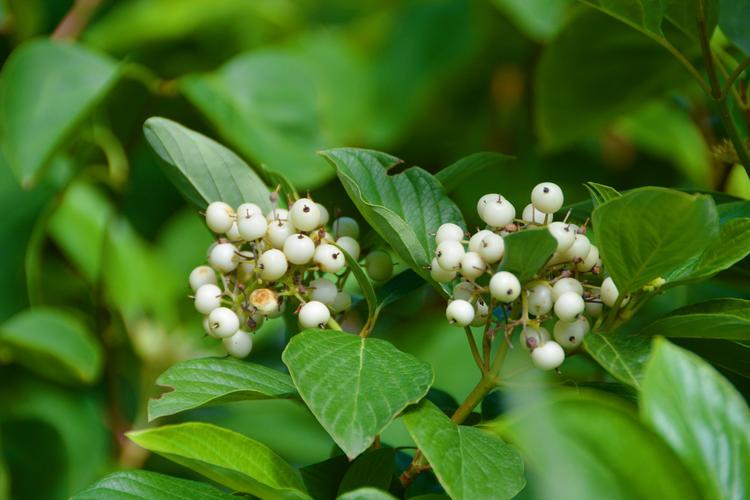 红瑞木的功效和作用，红瑞木的药用价值-第5张图片-优品飞百科