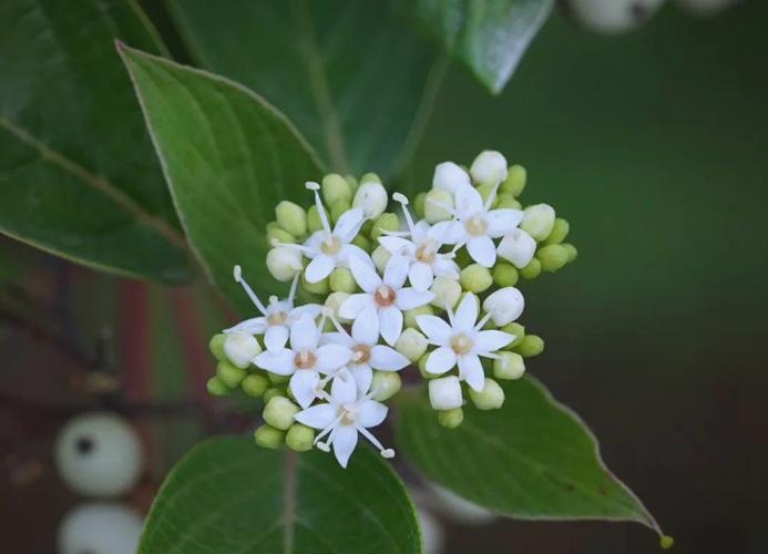 红瑞木的功效和作用，红瑞木的药用价值-第6张图片-优品飞百科