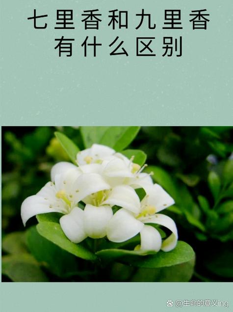 七里香是什么，七里香图片，七里香是什么植物原名是什么？-第1张图片-优品飞百科