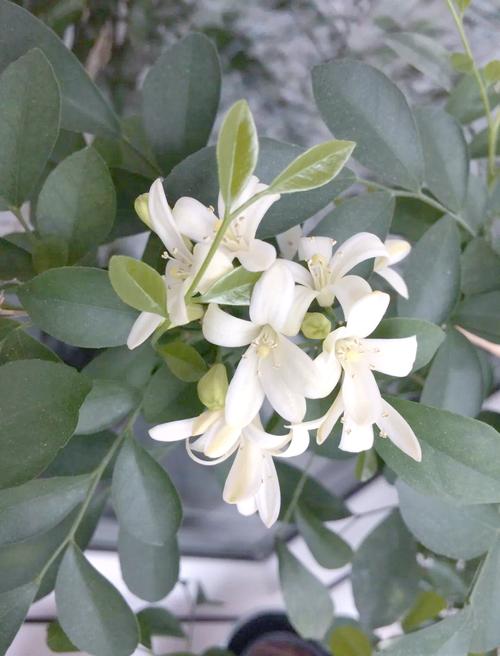 七里香是什么，七里香图片，七里香是什么植物原名是什么？-第2张图片-优品飞百科