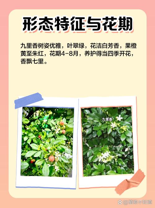 七里香是什么，七里香图片，七里香是什么植物原名是什么？-第3张图片-优品飞百科