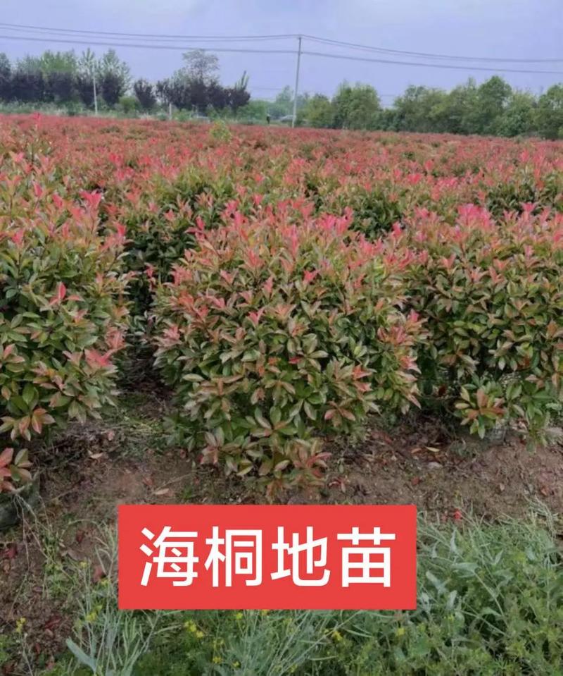 七里香是什么，七里香图片，七里香是什么植物原名是什么？-第4张图片-优品飞百科