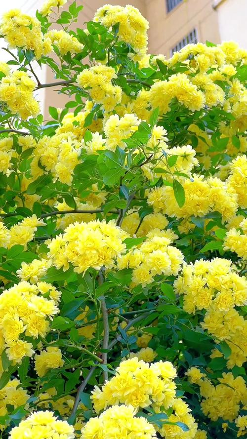 七里香是什么，七里香图片，七里香是什么植物原名是什么？-第5张图片-优品飞百科