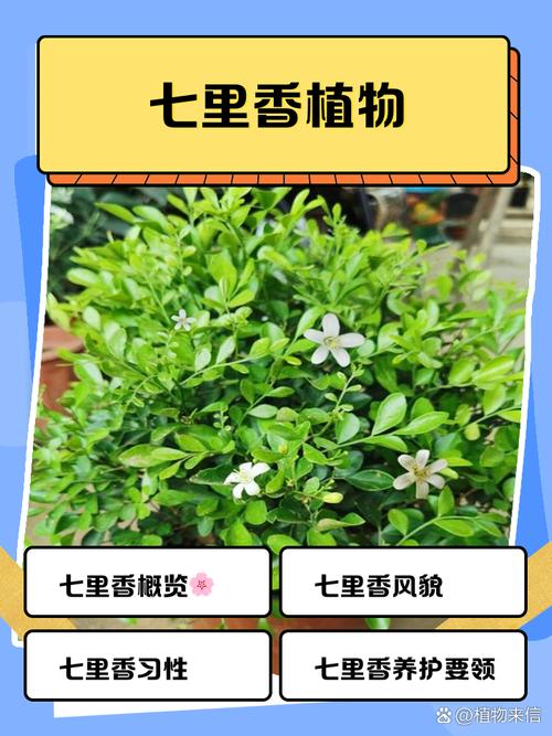 七里香是什么，七里香图片，七里香是什么植物原名是什么？-第6张图片-优品飞百科