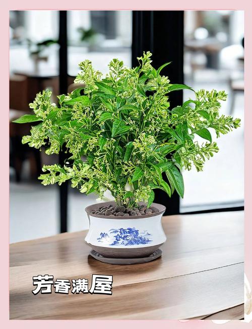 七里香是什么，七里香图片，七里香是什么植物原名是什么？-第7张图片-优品飞百科