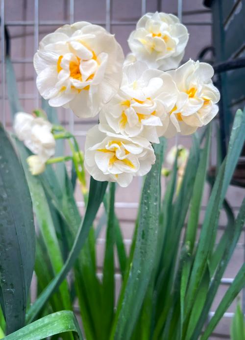 洋水仙有毒吗，洋水仙有毒吗 适合室内养吗？