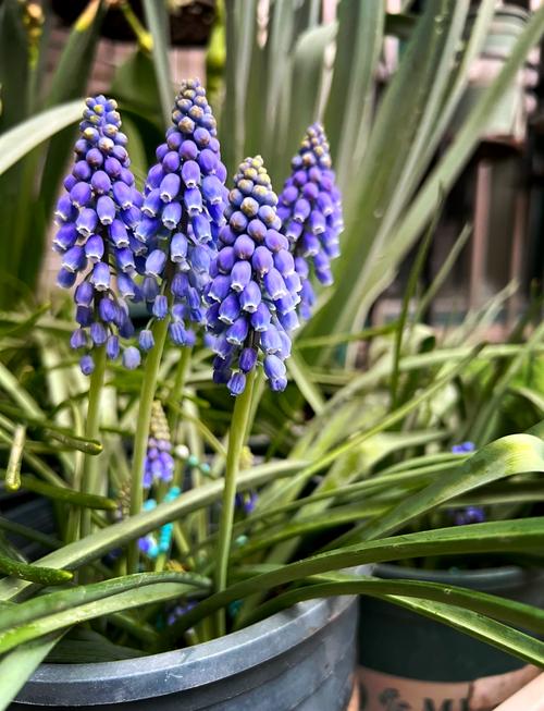 洋水仙有毒吗,洋水仙有毒吗 适合室内养吗?-第3张图片-优品飞百科 洋水仙有毒吗,洋水仙有毒吗 适合室内养吗?-第3张图片-优品飞百科